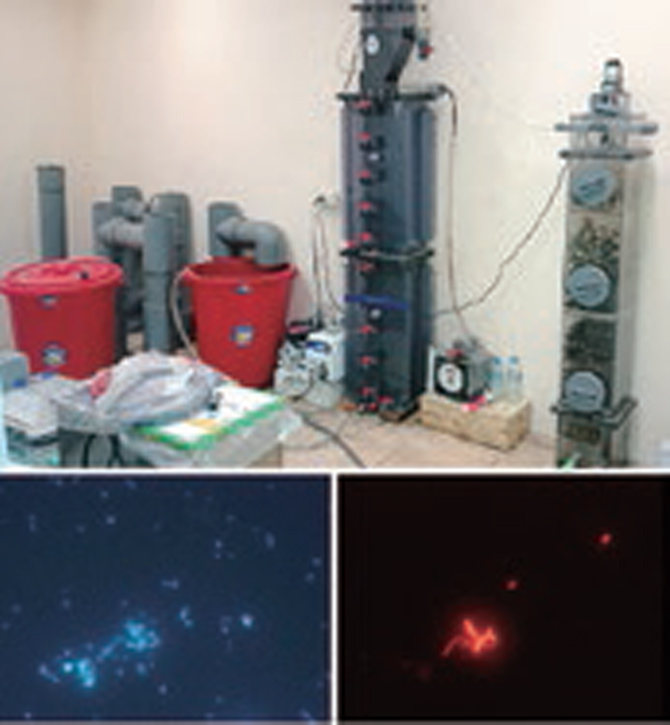 上：ゴム加工廃水処理リアクター（ ベトナム） 下：微生物を特異的に観察した顕微鏡写真 Above: wastewater treatment reactor for rubberprocessing effluent (Vietnam). Bottom: Microorganismswhich observe by the specific microscope